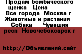 Продам бомбического щенка › Цена ­ 30 000 - Все города, Москва г. Животные и растения » Собаки   . Чувашия респ.,Новочебоксарск г.